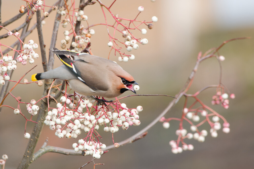 Photo of Waxwing